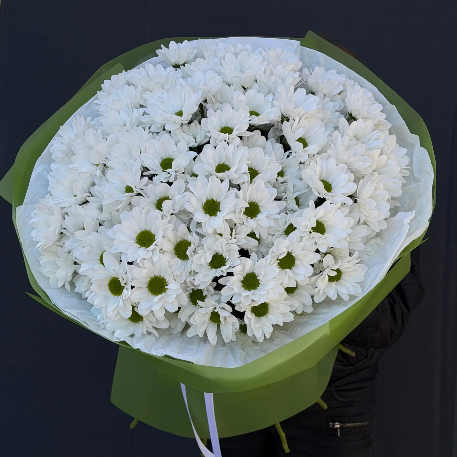 Chrysanthemum 15